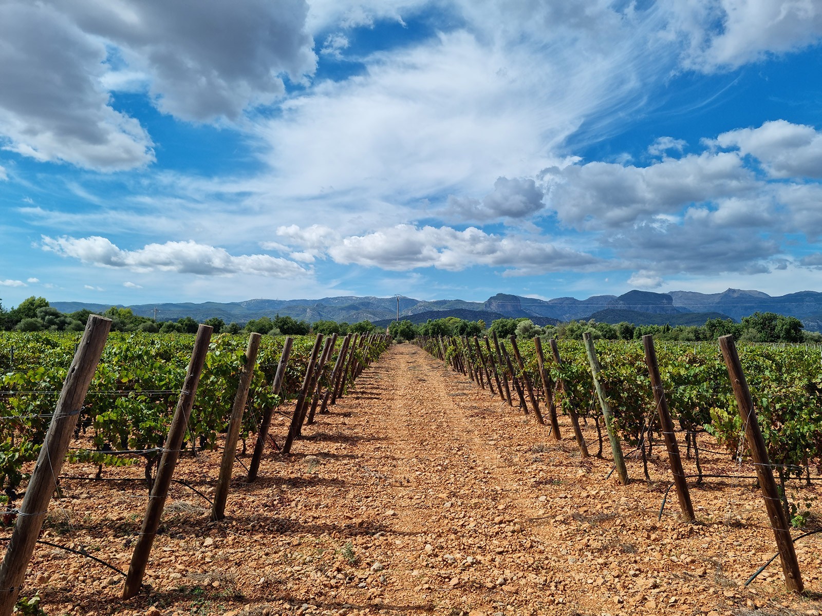  Одесский Черный. Укрощение строптивого