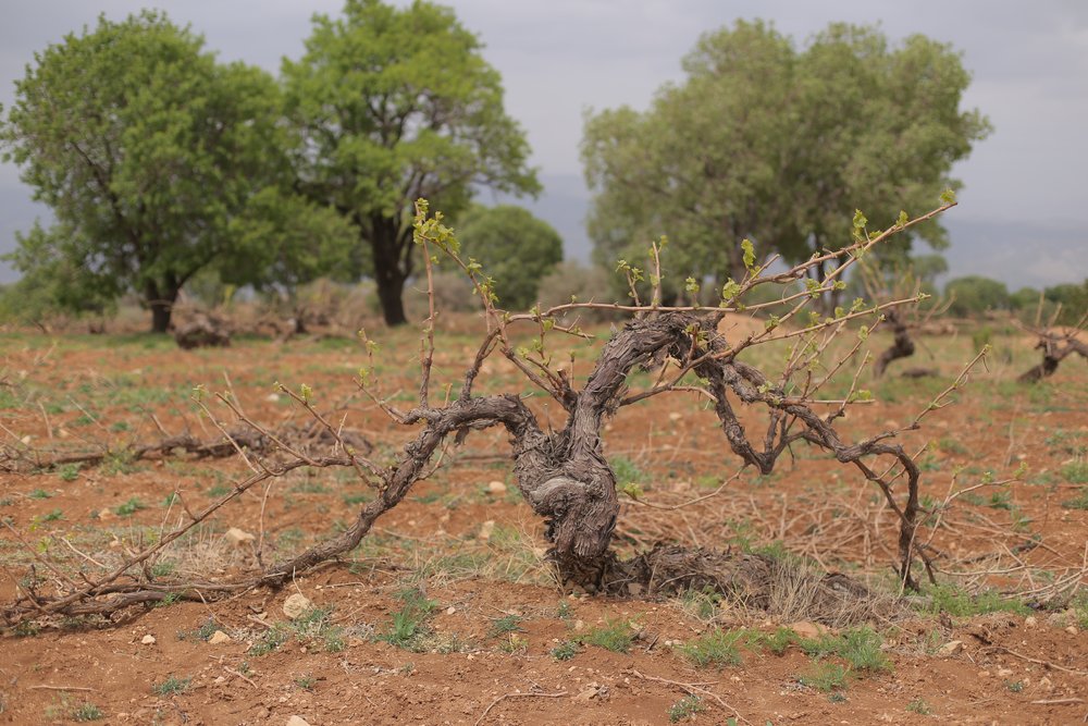 “Wine of Silence” in cantina di Roberto Cipresso