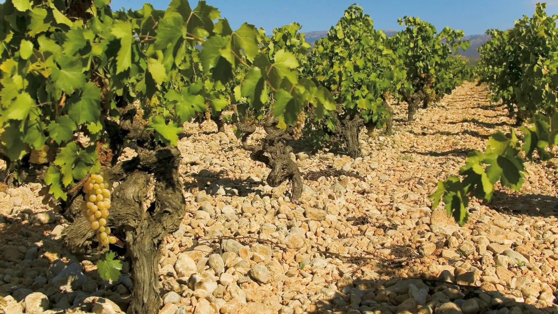 Терруар и вина Испании