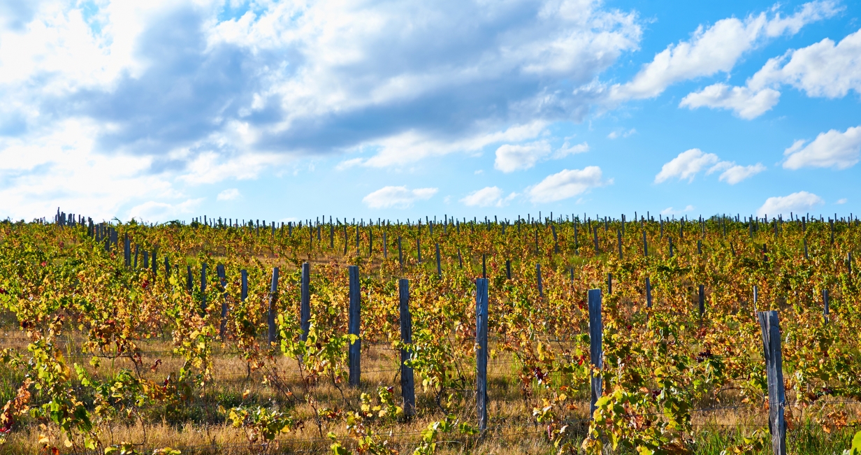 Pinot Noir a casa: Hospices de Beaune 2021 – parte 1