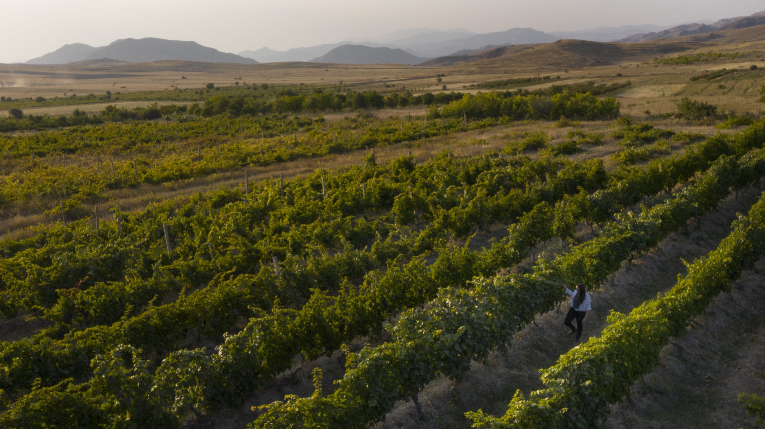 Pinot Noir a casa: Hospices de Beaune 2021 – parte 3