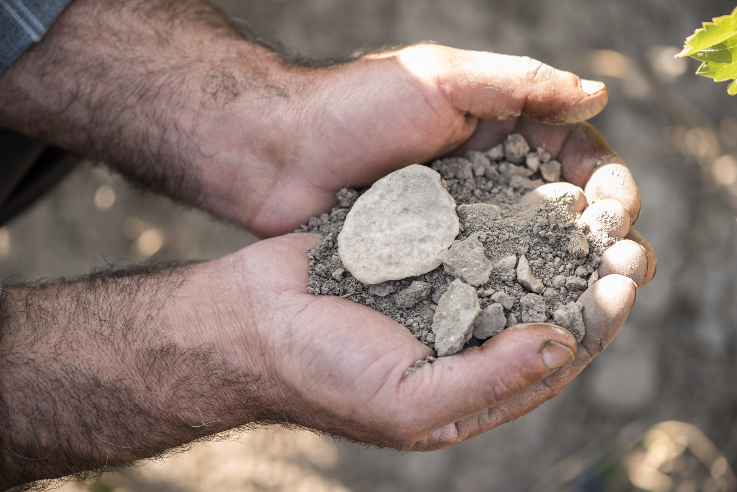 Il Dialogo con la Vigna: Un Atto di Fede, non di Fatica.
