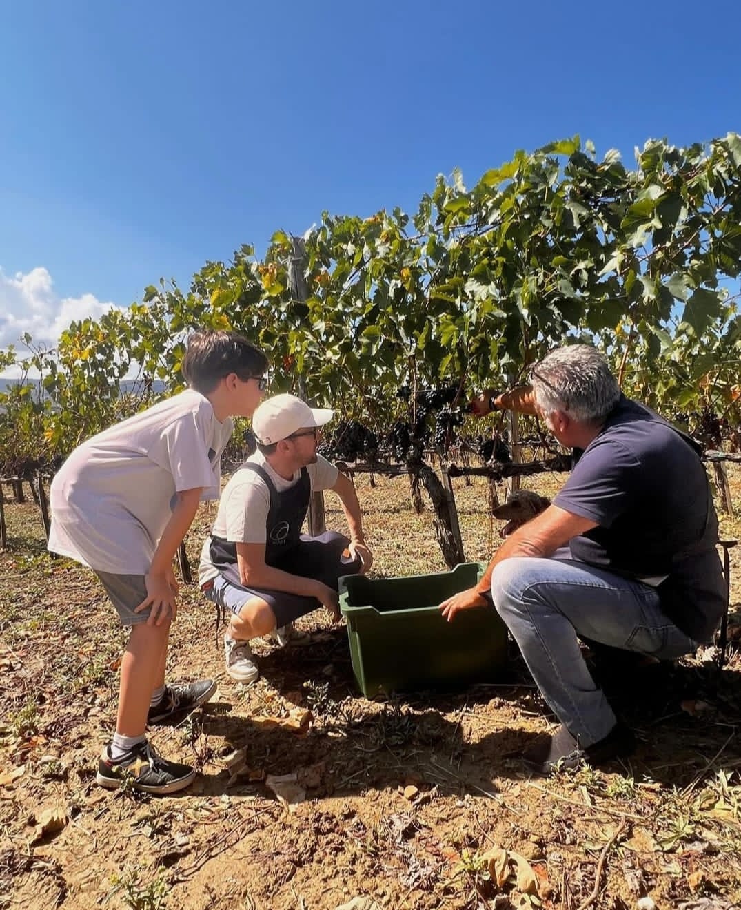 Il Dialogo con la Vigna: Un Atto di Fede, non di Fatica