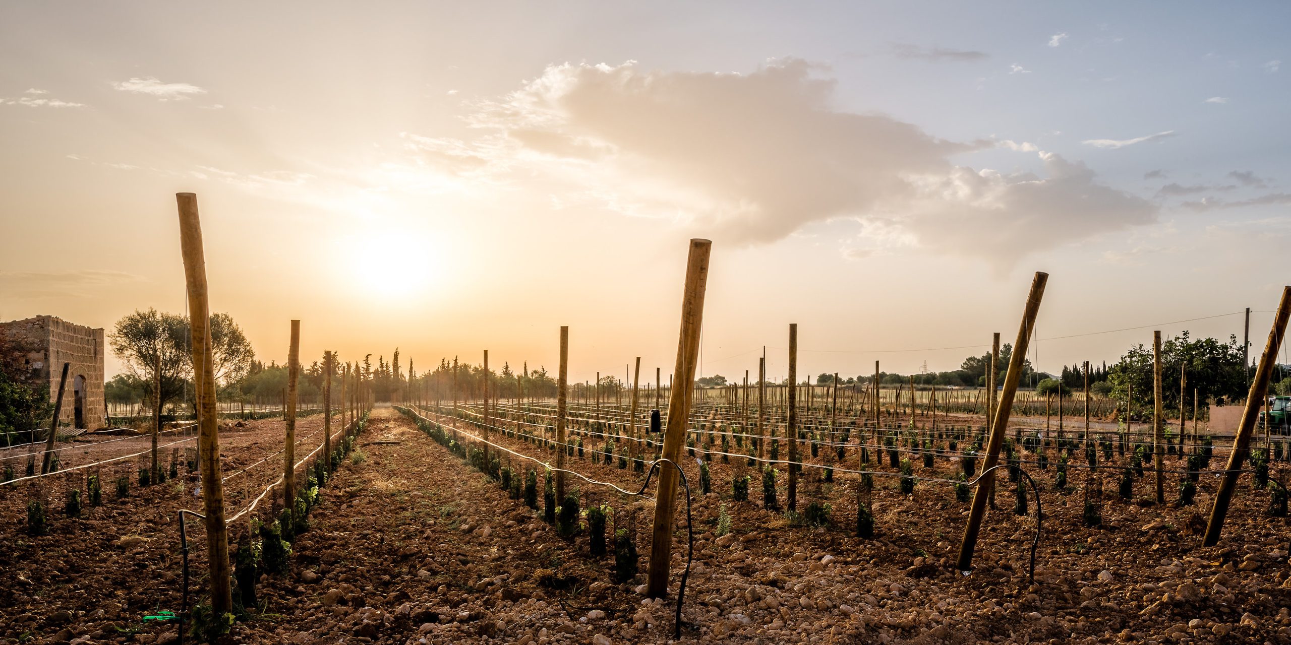 Vini & Regioni Video Preview